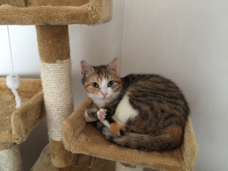 Photos de nos chats et chatons proposés à l'adoption Img_8011