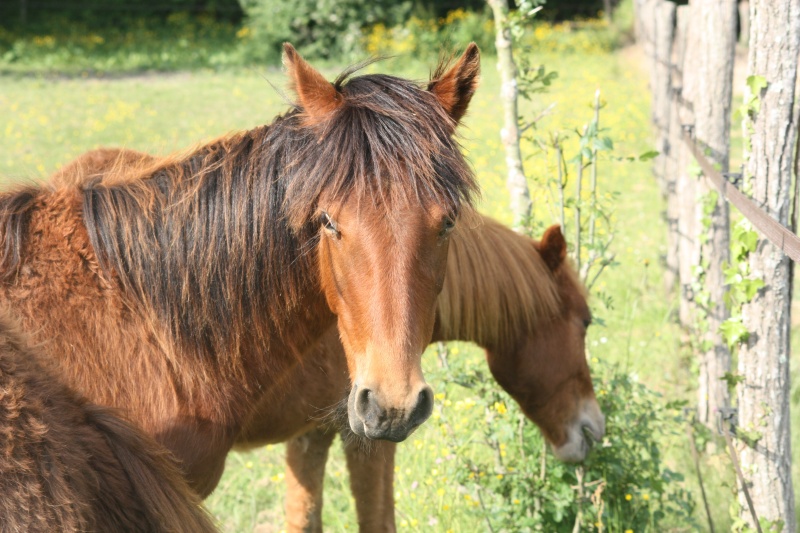 Flash Chance adopté gina33 Img_9616