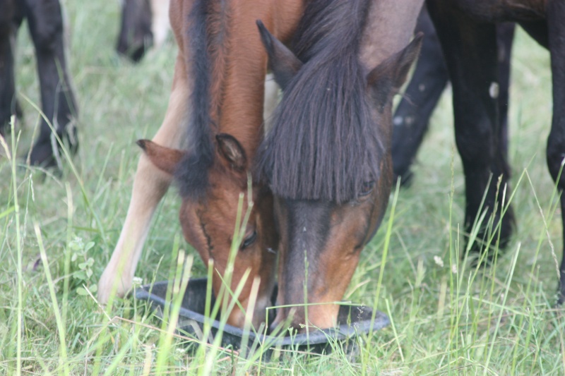 Harmonie double ponette, 22 ans en FA chez Valérie B  Img_9638