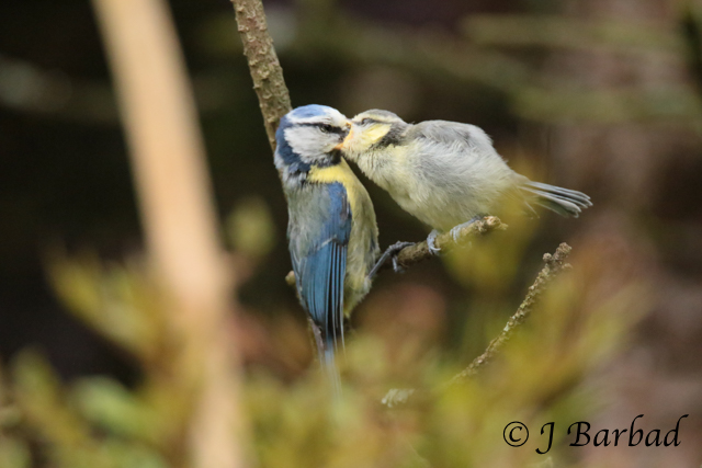 Encore et encore , plaisirs gourmands de mésanges bleues 9t4a9910