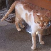 SOS Orastie – 11 chats séquestrés dans un hangar !! - APPEL TERMINÉ 13ebca10