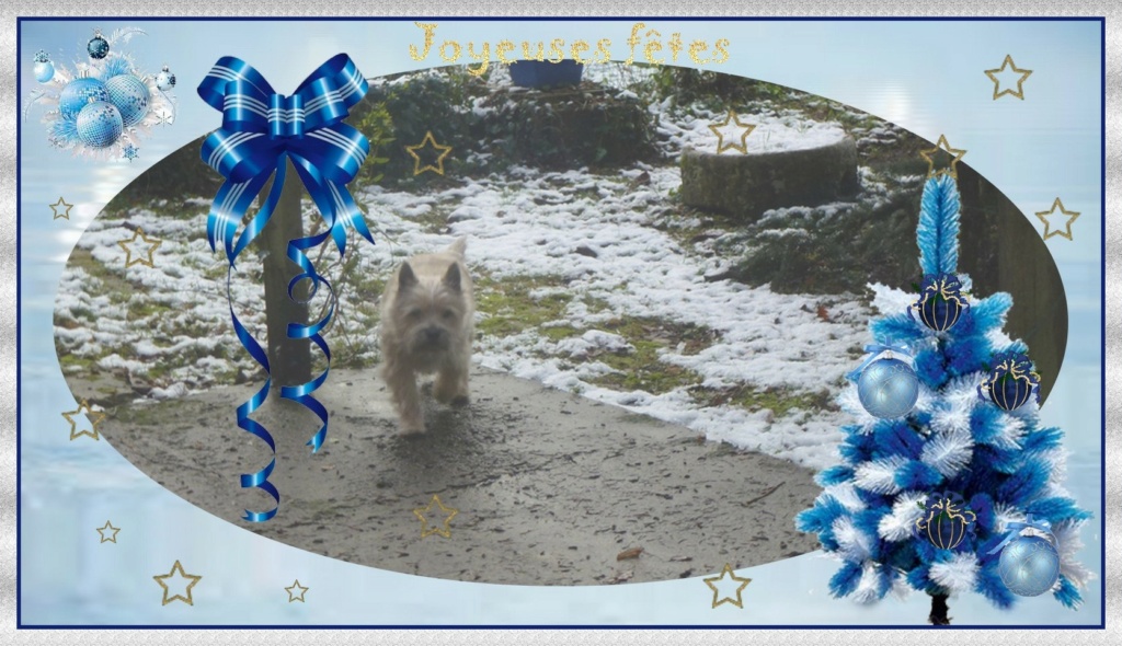 Cairn Terrier de A à Z