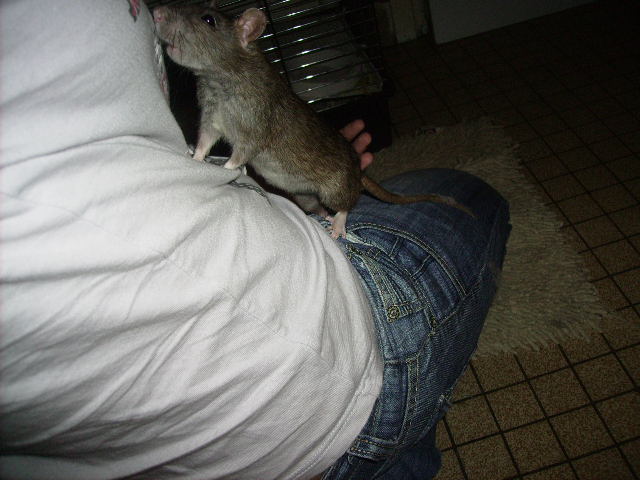 Des petites ratounes en garde ;) Pict4822