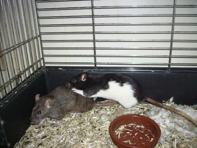 Des petites ratounes en garde ;) Pict4824