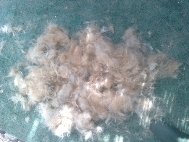 Moulting SMOOTHS!!! 03072010