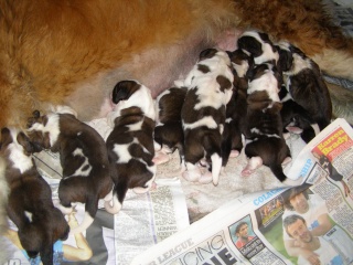 Expecting Puppies :-) - Page 2 Millie10