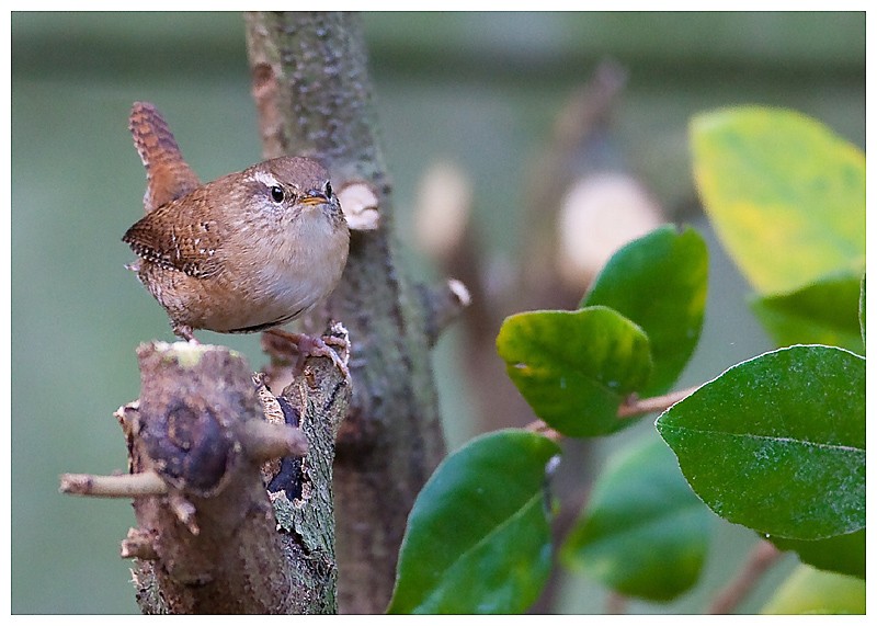 troglodyte mignon _g-2_610