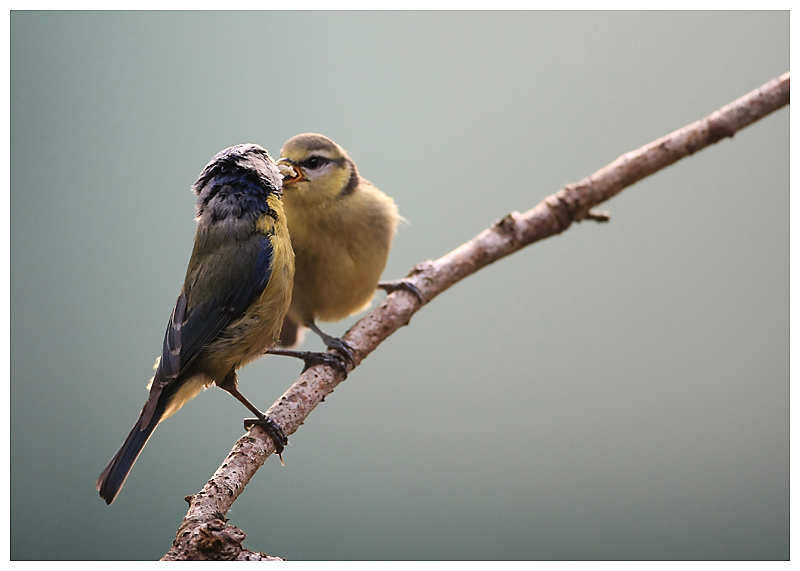 oiseaux - Nourrissage des oiseaux par les parents (hors du nid)  Img_7710