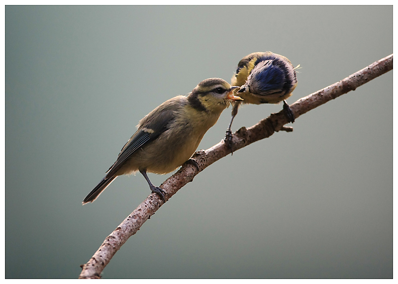 Nourrissage des oiseaux par les parents (hors du nid)  Img_7711