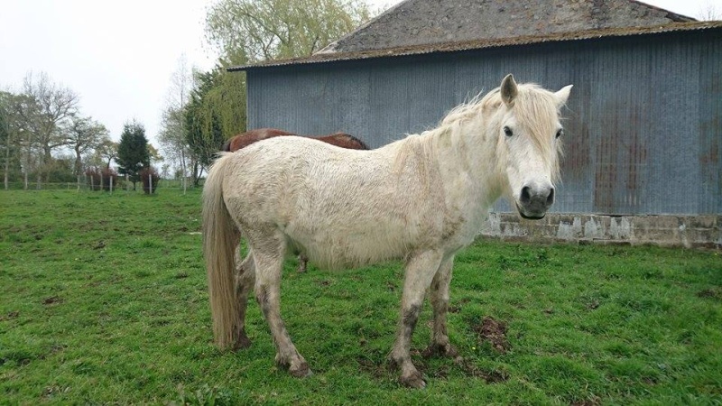 KIWI - ONC poney typé Shetland né en 1998 - adopté en juillet 2015 par Alexandra 12993310