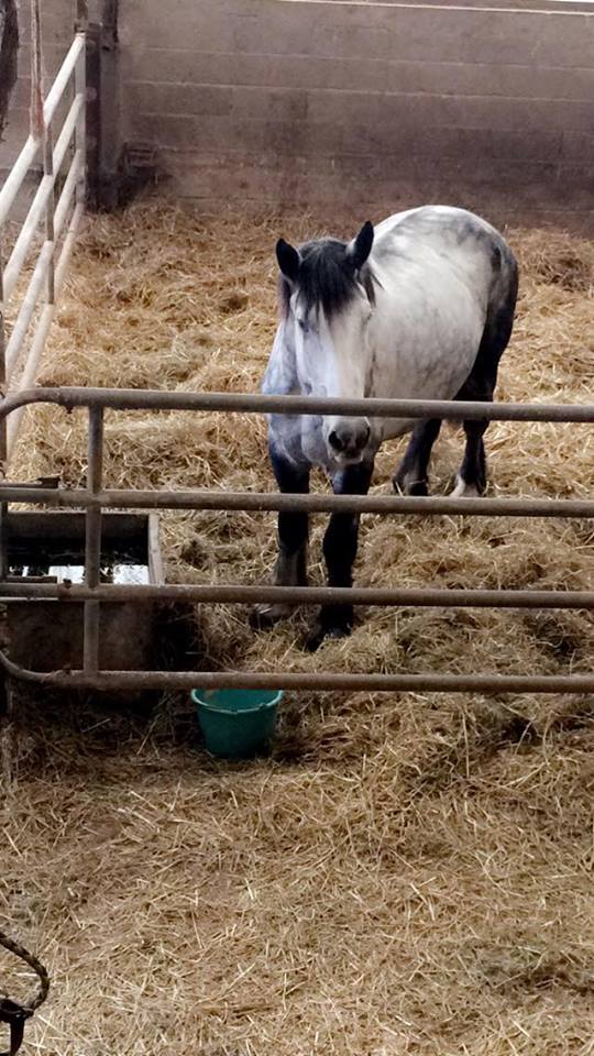 ATHOS - Trait Percheron né en 2010 - adopté en novembre 2019  par Lina  23051610