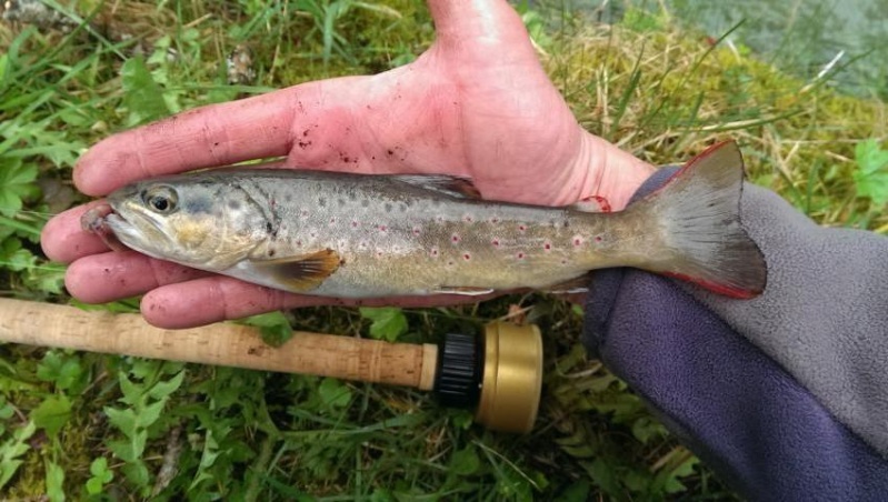 Petites truites dans le départ du Doubs  Imag1242