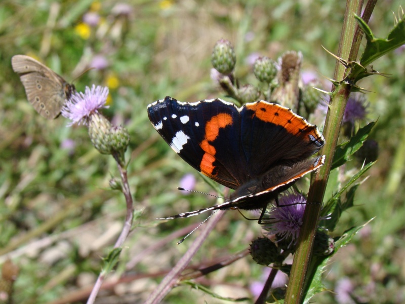 [Vanessa atalanta] Image20