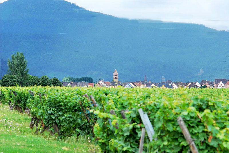 Vue des vignes de Sigolsheim (68) Sigol110