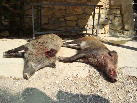 Chasse En Battue Sanglier Page 15 Chasse En Battue Sanglier Page 15