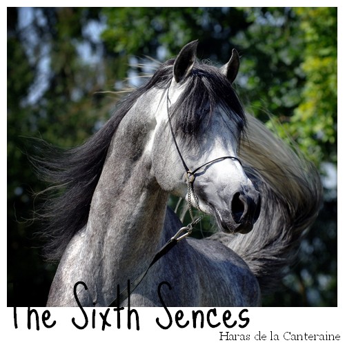 The Sixth Sences_PSA_5 ans_Etalon The_si11