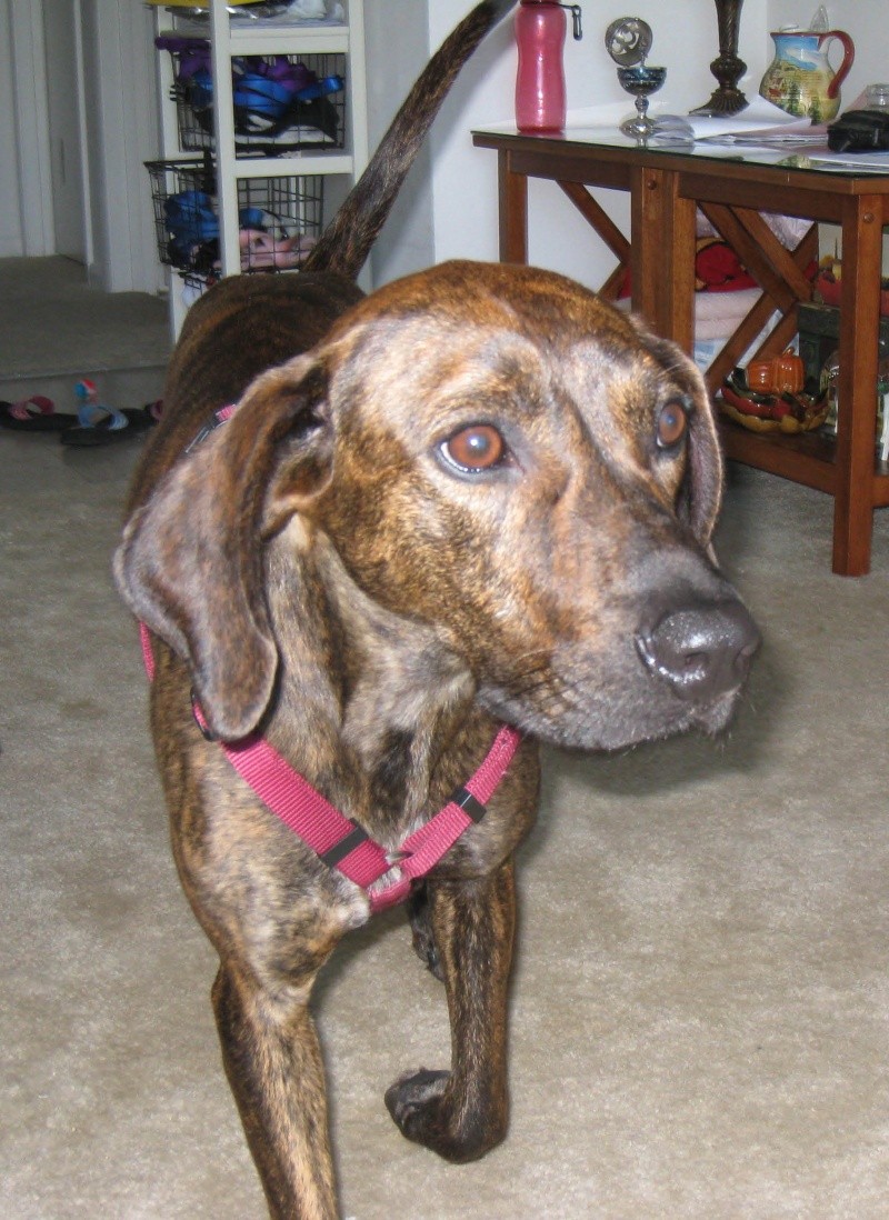 Young Male Plott for Adoption Img_1410