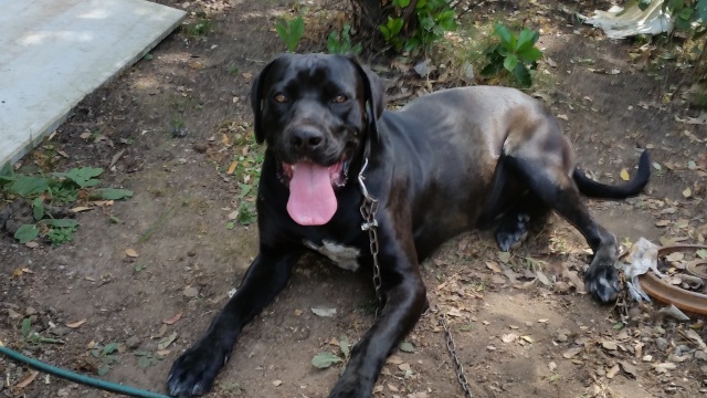 Noxx, mâle x braque/labrador noir 11 mois 30 kg - asso Sos Décharge, Corse du sud  20160511