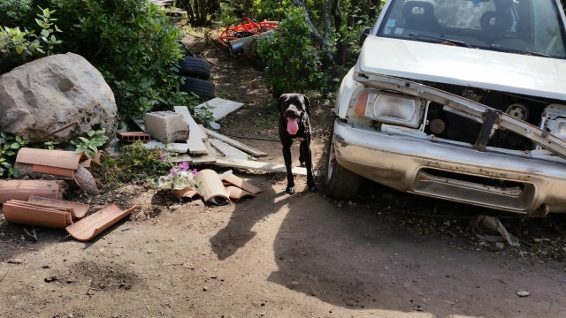 Noxx, mâle x braque/labrador noir 11 mois 30 kg - asso Sos Décharge, Corse du sud  20160512