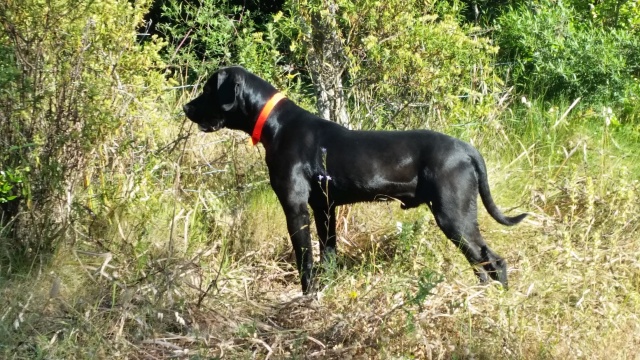 Noxx, mâle x braque/labrador noir 11 mois 30 kg - asso Sos Décharge, Corse du sud  20160514