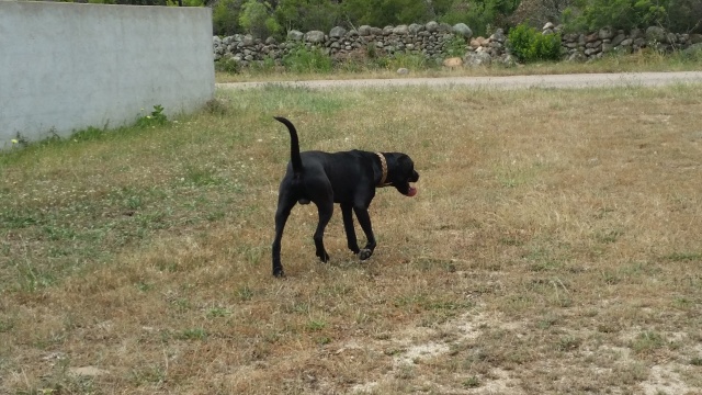 Noxx, mâle x braque/labrador noir 11 mois 30 kg - asso Sos Décharge, Corse du sud  20160610