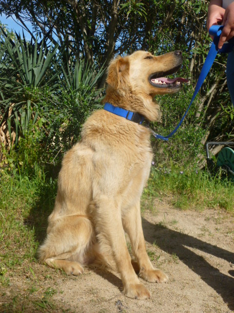  Boby, mâle 2 ans X Golden/Setter -  asso Sos Décharge, Corse du sud P1050722