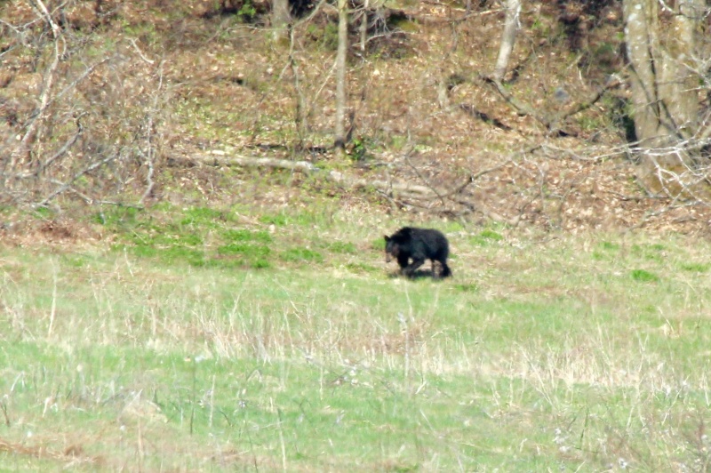 Un ours! Image22