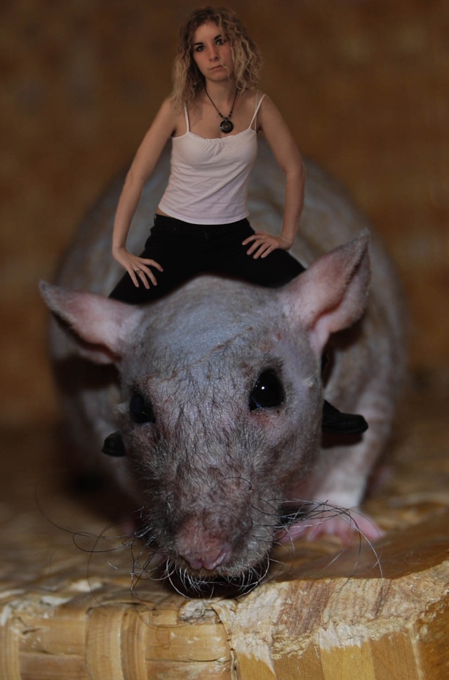 Rat riding by Soquinette Aaa_hi11