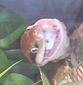 Concours du mois d'aout ( vos reptiles pendant leurs repas ) Photo021