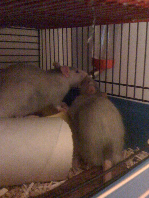 Mes deux petiots Rats10