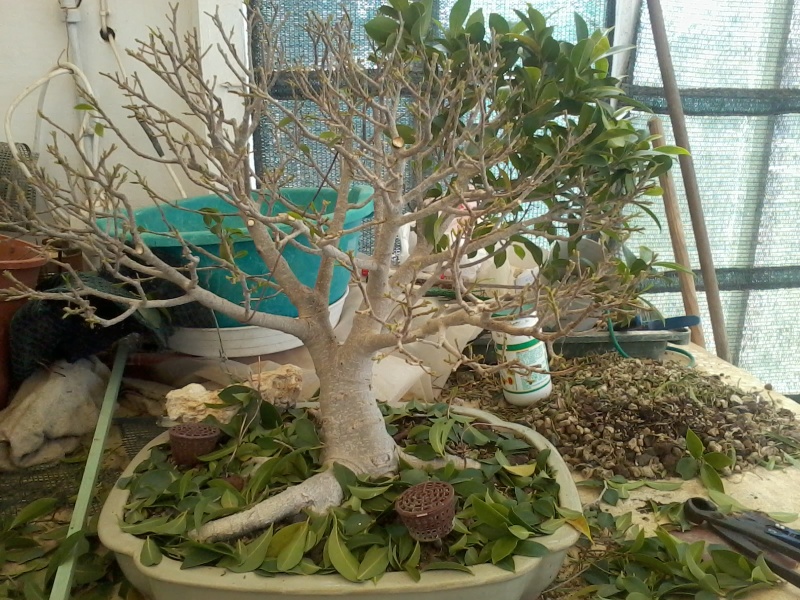 Ficus defoliation. Time is ripe.  2016-022