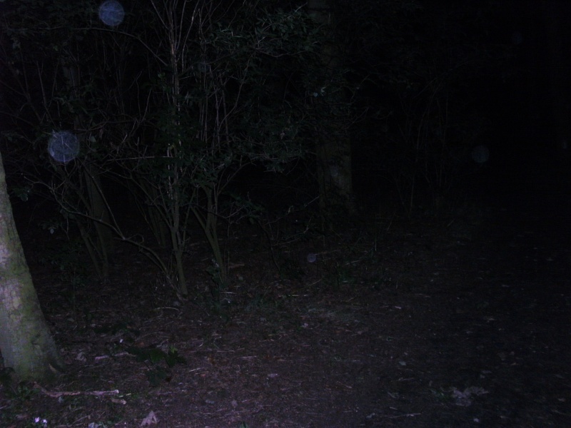 Orbs In Winwick Hospital forest Pict0311