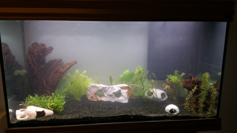 Mon premier aquarium (243L) 20160311