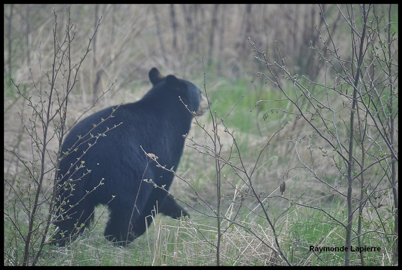 Ours noir Dsc_3813