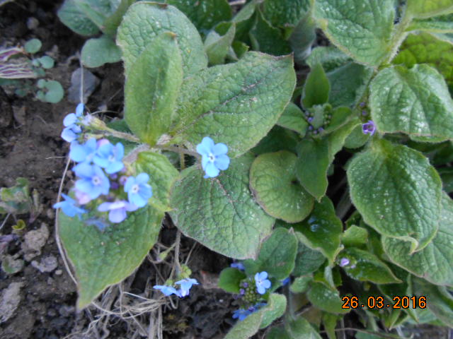 brunnera macrophylla ou myosotis du caucase Dscn2618