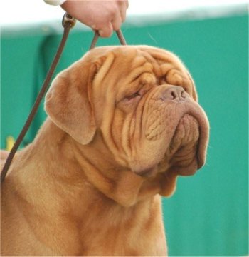 Le dogue de Bordeaux Enfern11