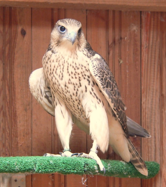 صور طيور  شركة lechner-falcons Femgxr10