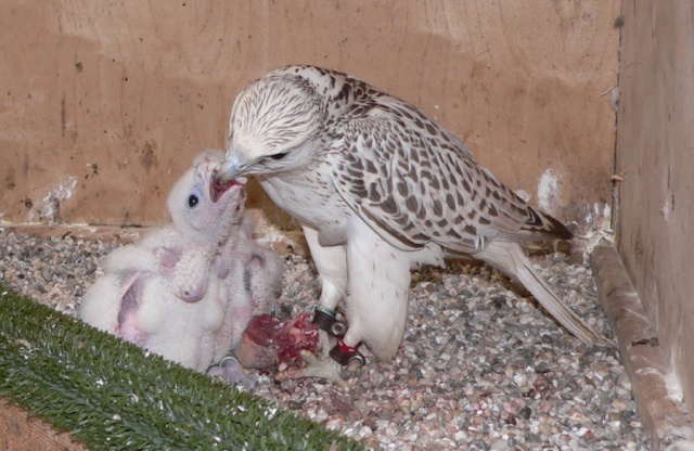 صور طيور  شركة lechner-falcons Hat1610