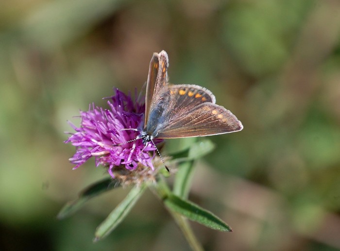 Polyommatus thersites? Polyom11