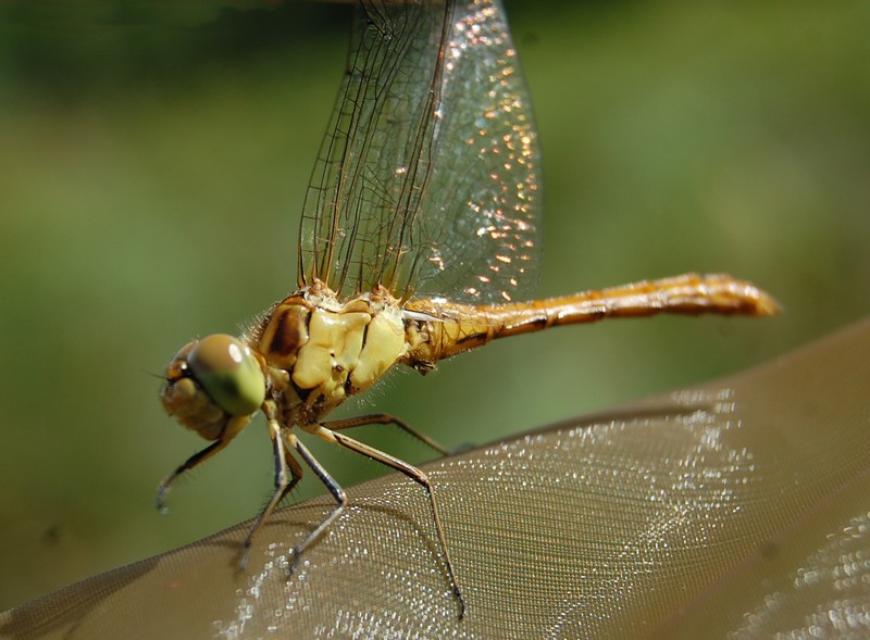 Sympetrum meridionale? Sympet12