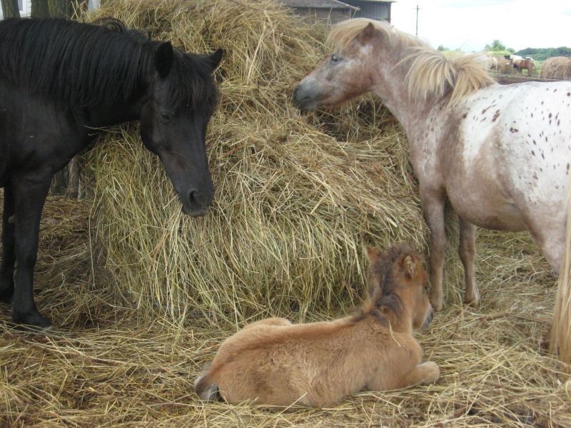 "Mon poney-club et mes dadas chéris ♥" Img_0513