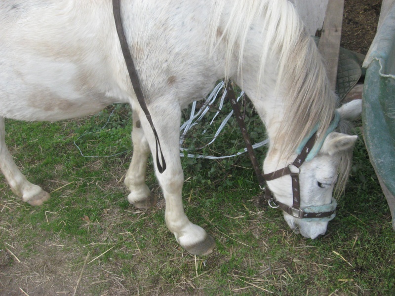 "Mon poney-club et mes dadas chéris ♥" Img_1021