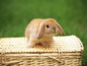 Cuidados y Preguntas frecuentes sobre conejos Conejo11