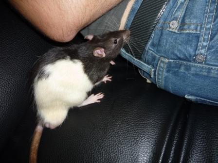 URGENT!! Deux gentils rats mâles issus d'un sauvetage (34) Hooded16