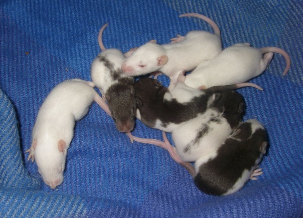 [BELGIQUE / MOUSCRON] 13 bébés rats en Belgique 13jf210