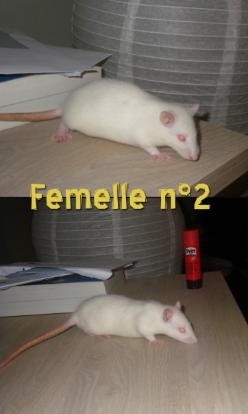 [BELGIQUE / MOUSCRON] 13 bébés rats en Belgique 510