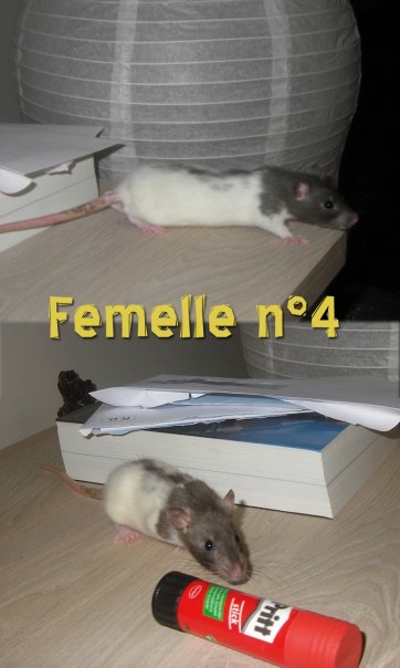 [BELGIQUE / MOUSCRON] 13 bébés rats en Belgique 710