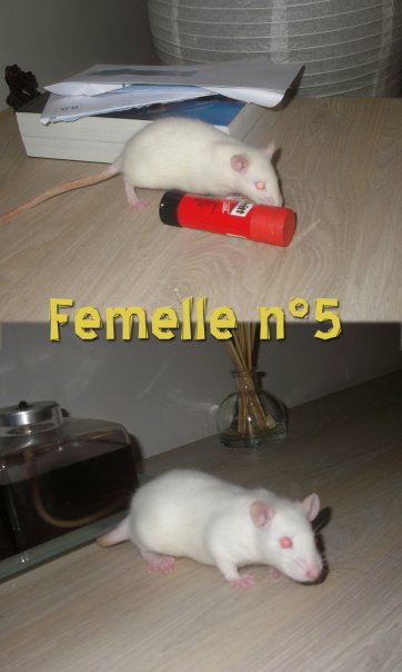 [BELGIQUE / MOUSCRON] 13 bébés rats en Belgique 810