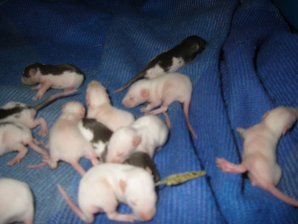 [BELGIQUE / MOUSCRON] 13 bébés rats en Belgique Ratous11