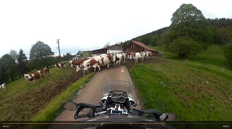 Vos plus belles photos de motos - Page 24 Vaches10